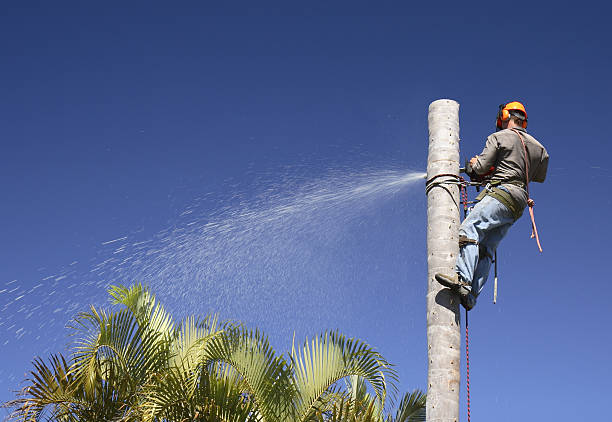 Best Tree Fertilization  in Olivarez, TX