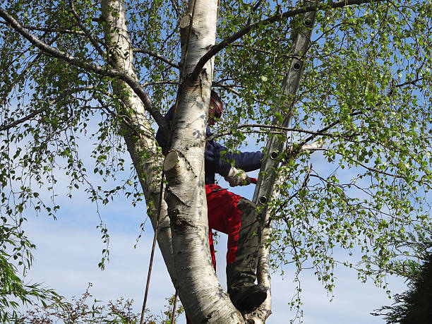  Olivarez, TX Tree Removal Services Pros